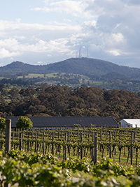 Swinging Bridge winery, Orange, Central New South Wales © Tourism Australia
