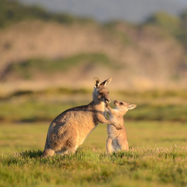 Kangaroo with joey, Premier Travel Tasmania, Tasmania © Premier Travel Tasmania