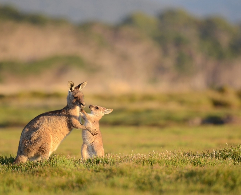 A mother kangaroo and her joey interact playfully in a sun-drenched grassy meadow during a Premier Travel Tasmania experience in Tasmania. The golden light highlights their fur against a soft, blurred backdrop of coastal hills. © Premier Travel Tasmania