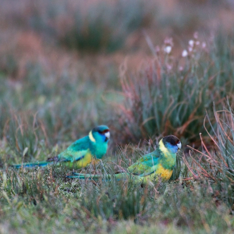 Two Australian Ringneck parrots forage in the low scrub and wild grasses of Arkaba, Flinders Ranges. Their vibrant green, yellow, and blue plumage stands out against the muted, earthy tones of the bushland at dusk. © Wild Bush Luxury