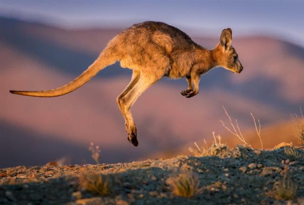 A kangaroo is captured mid-leap over a rocky ridge at Arkaba, Flinders Ranges. The golden evening light illuminates its fur against a soft, purple-hued backdrop of ancient, rolling mountains. © The Arkaba Walk & Great Walks of Australia