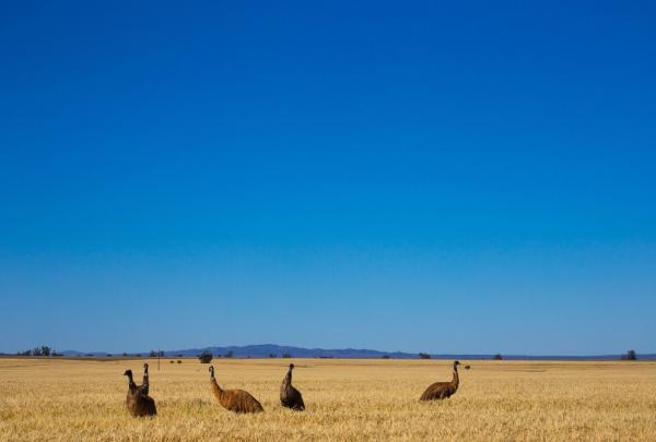Four emus wander through a vast, golden grassy plain at Arkaba in the Flinders Ranges, South Australia. A line of low, purple-hued mountains sits on the horizon beneath a massive, clear gradient-blue sky. © Wild Bush Luxury / Great Walks of Australia