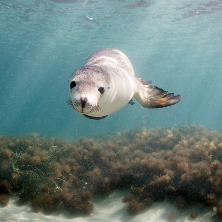 A playful Australian sea lion swims directly toward the camera through clear, sun-drenched water. Its inquisitive face is in sharp focus, with its flippers extended as it glides over a sandy seabed covered in dark patches of seagrass. © Australian Coastal Safaris