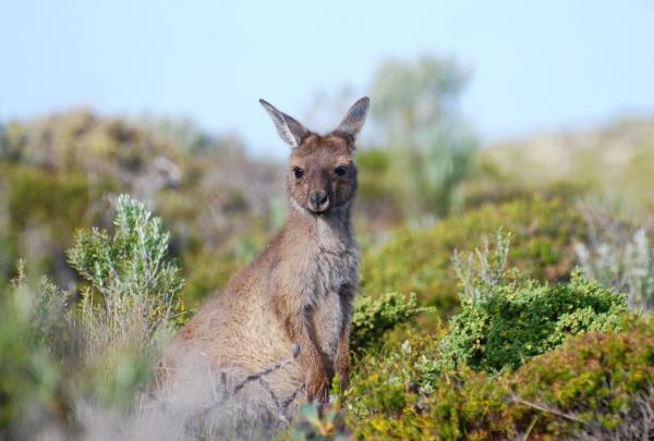 A western grey kangaroo sits alert among low-lying coastal shrubs and green vegetation. Its large ears are pricked, and its dark, intelligent eyes are fixed forward against a soft-focus background of the Eyre Peninsula's natural bushland. © Australian Coastal Safaris