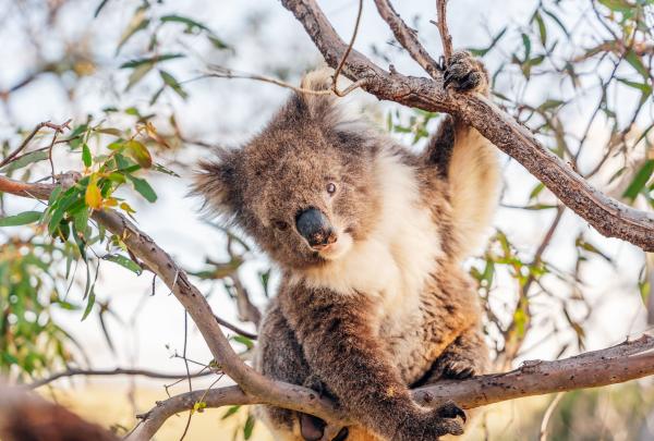 A fluffy wild koala clings to a thin branch of a native Manna gum tree. The koala is positioned nearly at eye level, looking directly toward the camera with its signature large, round nose and tufted ears against a soft, sunlit background. © Tourism Australia
