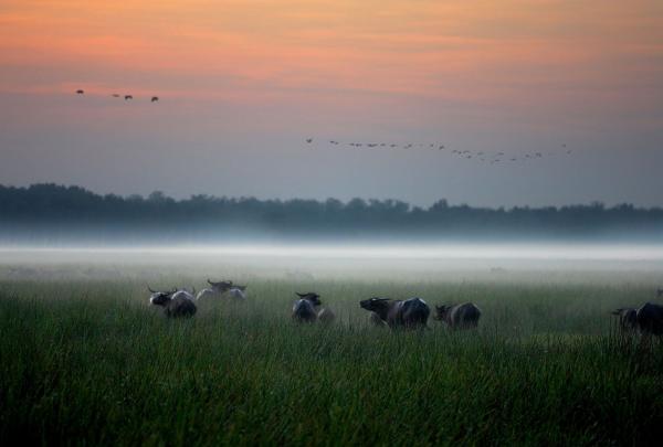 A herd of wild water buffalo grazes in a lush green meadow partially obscured by a low, ethereal ground mist at dawn. A line of dark trees marks the horizon under a soft pink and grey sky, while a flock of birds flies in formation overhead. © Wild Bush Luxury