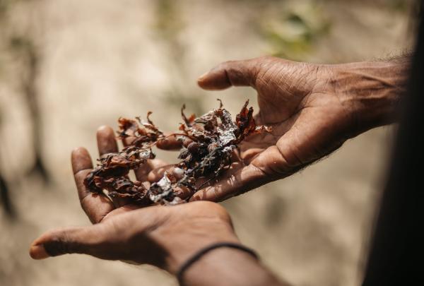 A close-up of a pair of hands holding a cluster of dark, textured seaweed or bush tucker gathered during the tour. The background is a soft-focus view of the bright, sandy coastal environment where these natural resources are sustainably foraged. © Tourism Australia