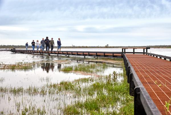 A group of visitors follows a Gunditjmara guide along a long timber boardwalk over the Tae Rak (Lake Condah) wetlands. The still water reflects the overcast sky and lush green reeds of the ancient aquaculture system. © Tourism Australia