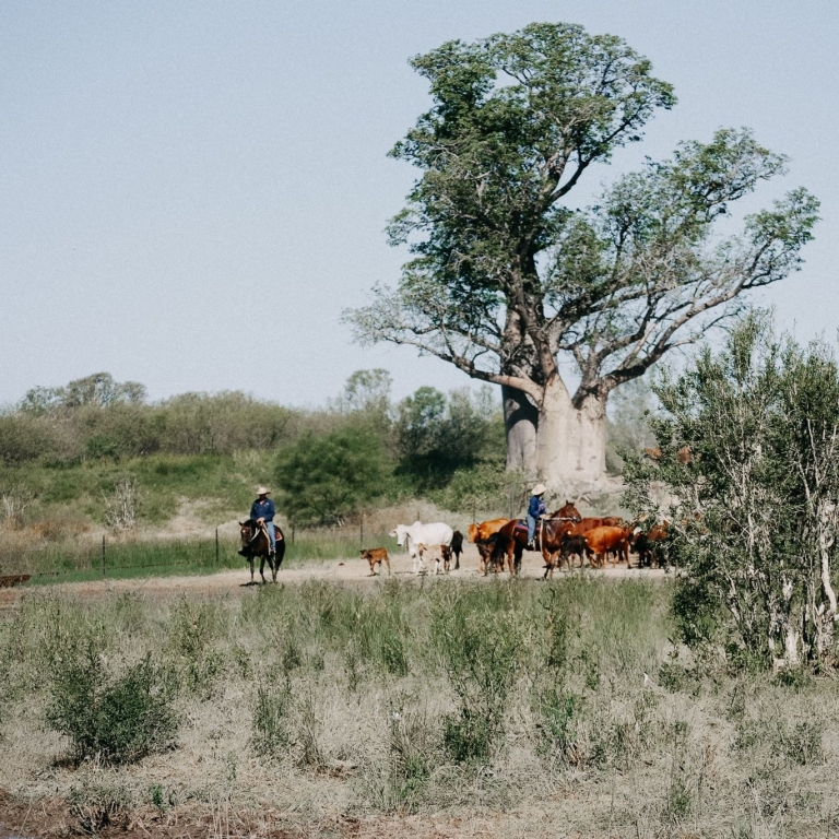 Two station hands on horseback muster a small herd of cattle near a giant, ancient boab tree at Bullo River Station, Northern Territory. The dusty landscape is dotted with native shrubs and light green grass under a pale, hazy sky. © Tourism Australia