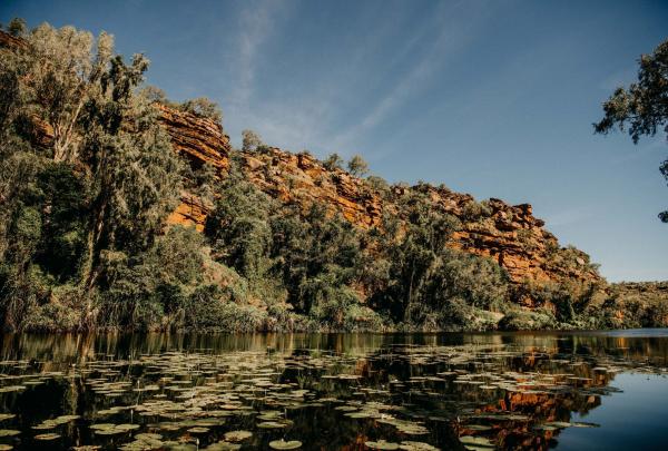 A tranquil view of a still lagoon covered in green water lilies at Bullo River Station, Northern Territory, reflecting a rugged, sun-drenched red rock cliff. Dense green trees line the water's edge under a clear, bright blue sky. © Tourism Australia