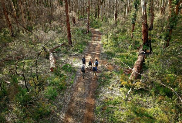 A high-angle view of Cape to Cape Walk hikers journeying along a dappled dirt track through the towering, pale-barked Karri trees of Boranup Forest, surrounded by lush green ferns and the serene beauty of the Western Australian bush. © Tourism Australia