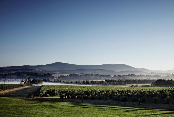 A morning mist settles over the rolling green vineyards at Chandon in Coldstream, Victoria, with the layered blue silhouettes of the Yarra Valley and Dandenong Ranges rising majestically under a clear, pale dawn sky. © Tourism Australia