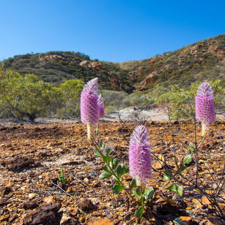 Vibrant pink Mulla Mulla wildflowers bloom in the foreground as hikers on the Classic Larapinta Trek in Comfort walk across the rocky, sun-drenched terrain of the West MacDonnell Ranges under a clear, bright Northern Territory sky. © World Expeditions/Great Walks of Australia