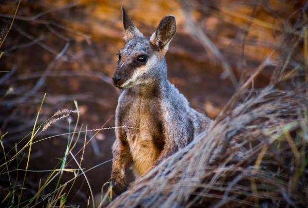 A black-footed rock-wallaby with grey fur and alert ears stands amongst dry grass on the Classic Larapinta Trek in Comfort, Northern Territory, its dark eyes watchful against the warm, earthy tones of the outback landscape. © World Expeditions/Great Walks of Australia