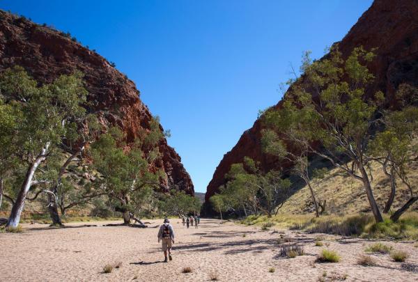 Classic Larapinta Trek in Comfort hikers on the walk through the vast, sandy floor of Simpsons Gap in Alice Springs, Northern Territory, dwarfed by towering red rock cliffs and ancient ghost gums under a brilliant, cloudless blue sky. © World Expeditions/Great Walks of Australia