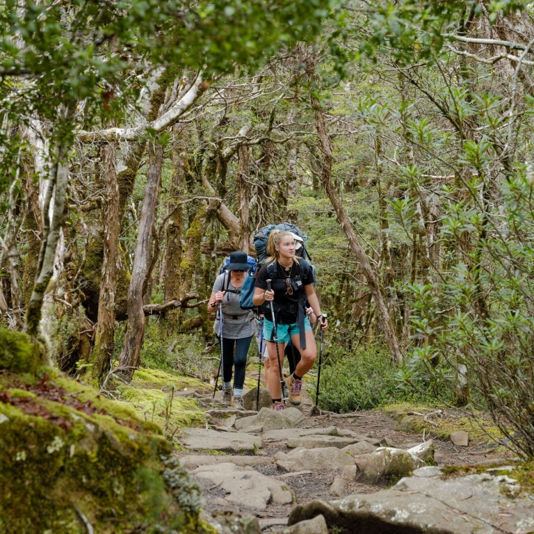Two hikers on the Cradle Mountain Signature Walk in Tasmania trek through a dense, enchanted forest of moss-covered trees and ancient greenery. They navigate a rugged stone path that winds deep into the heart of the wilderness. © Tourism Australia
