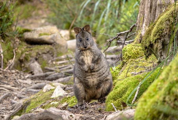 A curious Tasmanian pademelon with thick, dark fur and small, rounded ears stands on a mossy, root-laden forest floor along the Cradle Mountain Signature Walk in Tasmania, looking directly at the camera with its dark, watchful eyes. © Tourism Australia
