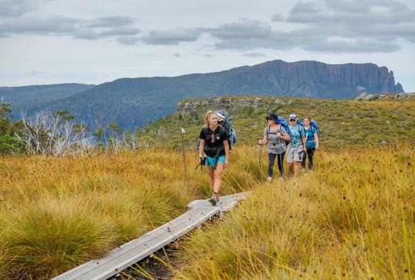 Four hikers on the Cradle Mountain Signature Walk in Tasmania trek across a silver-weathered timber boardwalk. They are surrounded by golden button grass plains, with the massive, sheer-walled plateau of Mount Pelion East rising under a cloudy sky. © Tourism Australia