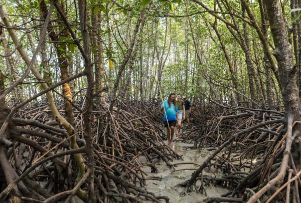 An Indigenous guide from Down Under Tours - Daintree Dreaming leads a small group of travellers through a dense thicket of tangled mangrove roots on a muddy coastal floor during a cultural tour in Mossman Gorge, Queensland. © Tourism Australia