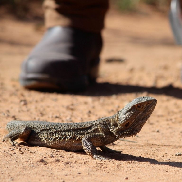 On a nature tour with Echidna Walkabout Nature Tours in Gippsland, Victoria, a central bearded dragon rests on a sun-drenched dirt path, with the blurred boots of a walker standing nearby in the background. © Echidna Walkabout Nature Tours/Tourism Australia