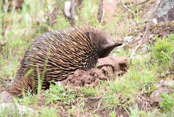 On a nature tour with Echidna Walkabout Nature Tours in Gippsland, Victoria, a short-beaked echidna forages through green grass and red earth next to a small rock in the bush. © Echidna Walkabout Nature Tours