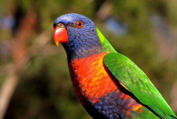 On a nature tour with Echidna Walkabout Nature Tours in Gippsland, Victoria, a vibrant rainbow lorikeet displays its brilliant blue head, bright orange-red chest, and green wings while perched against a soft, blurred bush background. © Echidna Walkabout Nature Tours