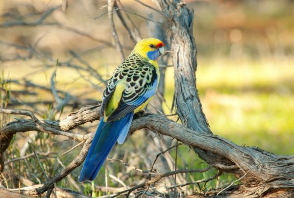 A Yellow Rosella perches gracefully on a weathered tree branch, showing vibrant yellow, blue, and patterned plumage in the natural bushland setting of Mungo National Park, Mungo, New South Wales. © Echidna Walkabout Nature Tours