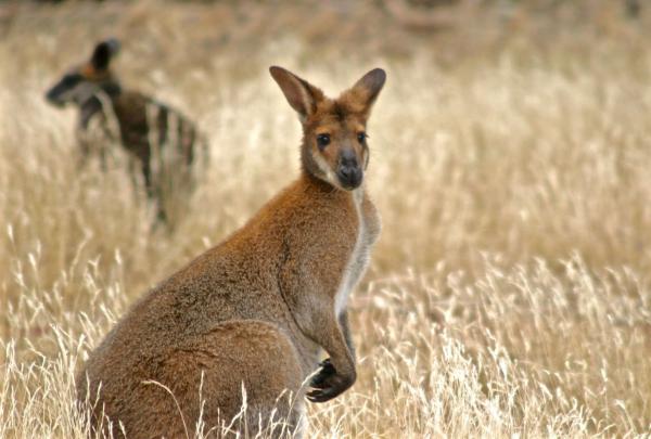 In a golden, grassy field on a tour with Echidna Walkabout Nature Tours in Gippsland, Victoria, a red-necked wallaby with thick brown fur sits alertly, looking towards the camera while another grazes quietly in the soft-focus background. © Echidna Walkabout Nature Tours