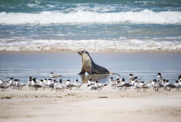 An Australian Sea Lion rests on the shoreline with Exceptional Kangaroo Island, Kangaroo Island, South Australia. The sleek pup sits amongst a flock of crested terns on the white sand as turquoise waves roll in behind. © Exceptional Kangaroo Island/Tourism Australia