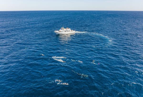 Aerial view of a white tour boat on the deep blue ocean with Exmouth Dive and Whalesharks Ningaloo, Ningaloo Reef, Western Australia. A group of snorkellers swims in a line nearby, observing a large whale shark just below. © Tourism Australia