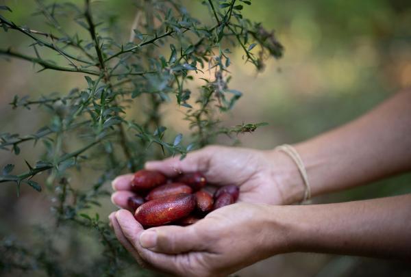 A person's hands cradle a harvest of ripe, dark-red finger limes next to a native shrub during an Explore Byron Bay tour in New South Wales. The close-up shot highlights the unique texture of this Australian bush tucker. © Tourism Australia