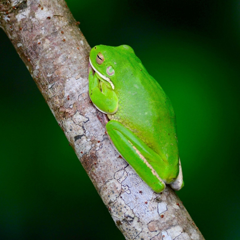 Image Alt Text Custom Gem Image Alt Text said A vibrant green tree frog clings to a slender branch in the Daintree Rainforest, Queensland. Captured during an FNQ Nature Tours experience, the frog rests peacefully against a soft, blurred backdrop of deep jungle green. © FNQ Nature Tours