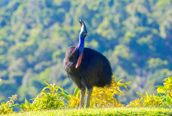 A Southern Cassowary stands majestically on a lush green lawn with FNQ Nature Tours in the Daintree Rainforest, Far North Queensland. The large flightless bird displays its bright blue neck and red wattles against a dense rainforest. © FNQ Nature Tours