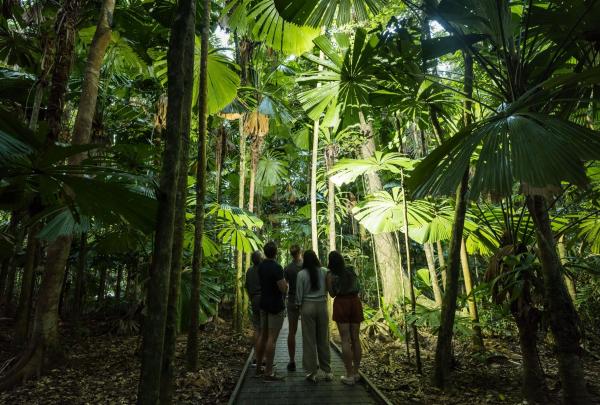 A group of four travellers stands on a timber boardwalk with FNQ Nature Tours in the Daintree Rainforest, Far North Queensland. They are surrounded by towering trees and large, fan-shaped palm fronds filtered by sunlight. © Tourism Australia