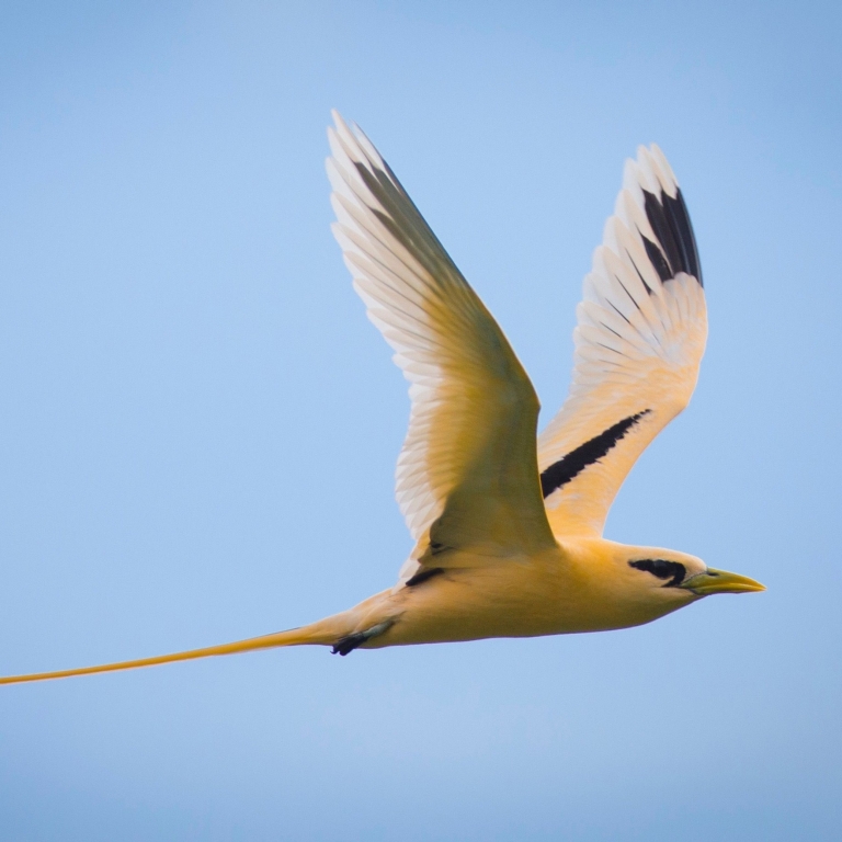 Golden bosun bird, Christmas Island © Christmas Island Tourism Association