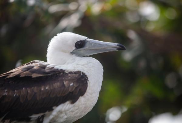 Indian Ocean Experiences, Abbotts Booby, Christmas Island, Western Australia © Christmas Cocos Islands Tourism Association