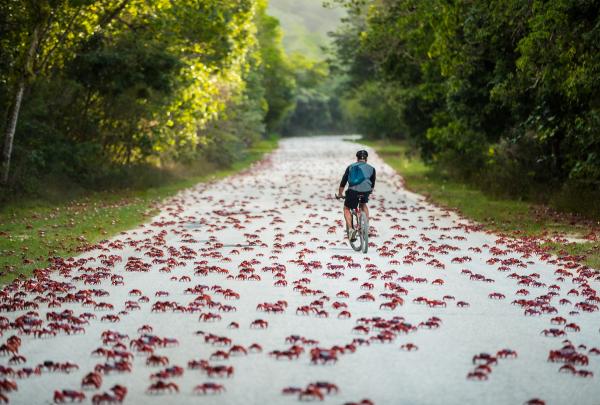 Cyclist riding past crabs on Christmas Island © Kirsty Faulkner
