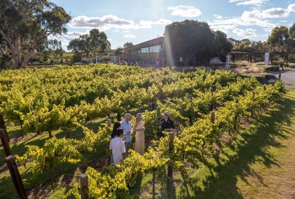 Aerial view of people in the vines at Jacob's Creek, Rowland Flat, Barossa Valley, South Australia © Tourism Australia
