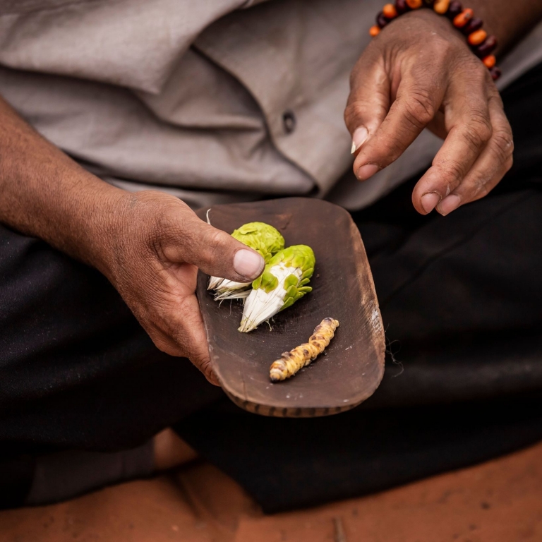 Native flora and fauna, Karrke Aboriginal Cultural Experience & Tours, Red Centre, Northern Territory © Tourism Australia