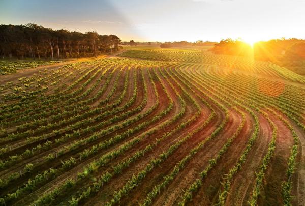 Aerial of Leeuwin Estate vineyard, Witchcliffe, Margaret River, Western Australia © Leeuwin Estate