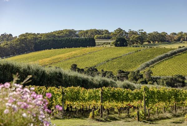 Vineyard on a sunny day at Montalto, Red Hill South, Mornington Peninsula, Victoria © Tourism Australia
