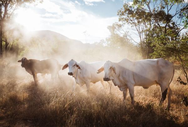 Cattle Station, Mt Mulligan Lodge, Mareeba, Queensland © Mt Mulligan Lodge