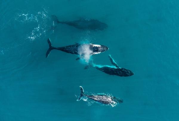 Aerial view of a pod of humpback whales swimming through the waters of Bremer Bay with Naturaliste Charters, Western Australia © Tourism Australia