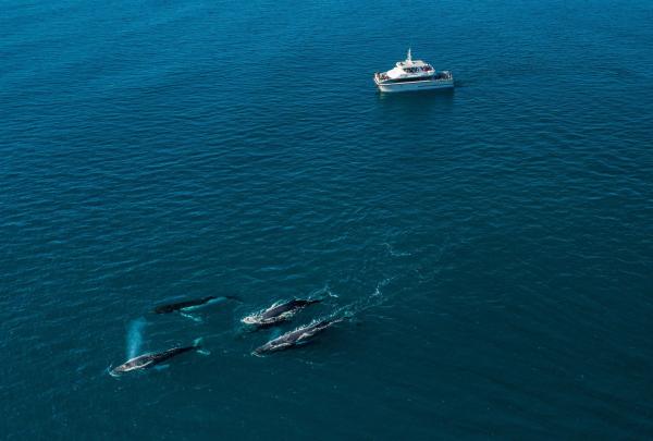 Aerial view of a boat and a pod of whales in the waters of Bremer Bay, Western Australia © Tourism Australia