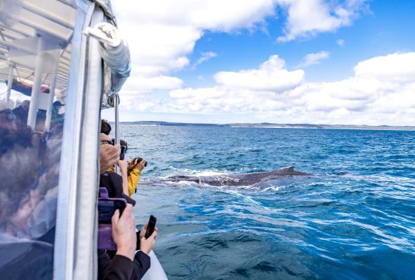 A group of people on a boat, looking out at a humpback whale in the ocean, Hervey Bay, Queensland © Tourism Australia