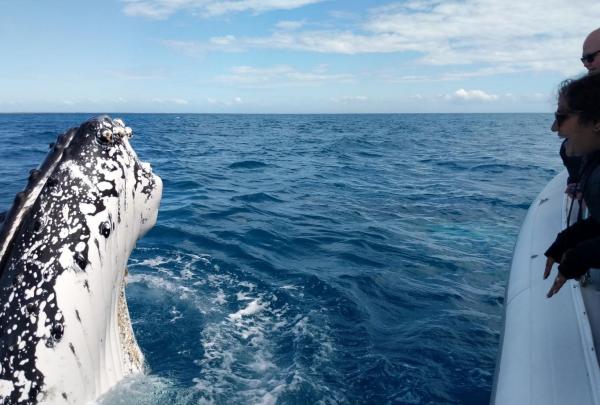 A man and a woman standing on a boat, looking out at a humpback whale in the ocean, Hervey Bay, Queensland © Pacific Whale Foundation Eco Adventures