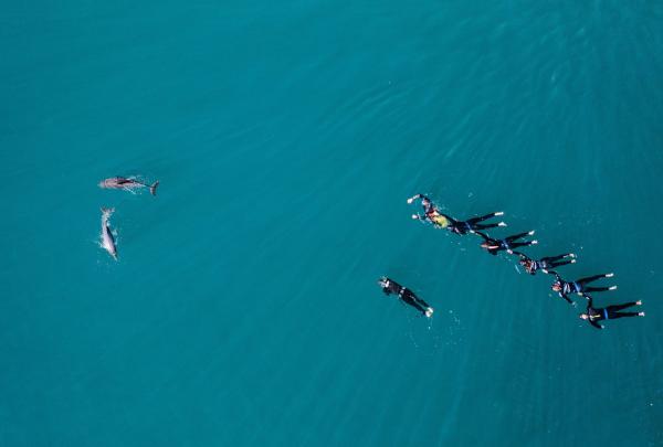 A group of people swimming in the ocean approach a pod of dolphins in Rockingham, Perth, Western Australia © Tourism Australia