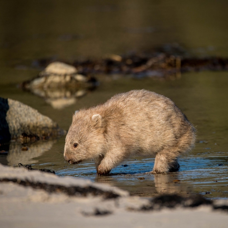 A common wombat crossing a creek on Maria Island, East Coast Tasmania © Premier Travel Tasmania