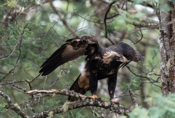 A Tasmanian wedge-tailed eagle perched in a tree, Tasmania © Premier Travel Tasmania