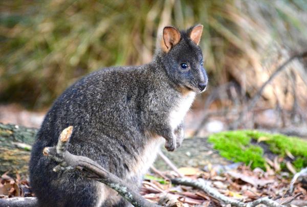 A Tasmanian pademelon in Mount Field National Park, Tasmania © Premier Travel Tasmania